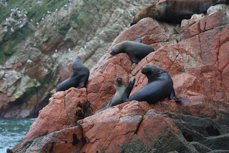 1199-Isole Ballestas,19 luglio 2013.JPG